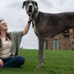 American Great Dane, Zeus, confirmed as world’s tallest living dog